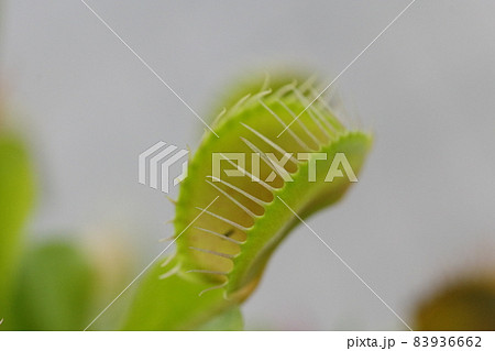 食虫植物ハエトリソウ 83936662