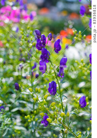 Flowers of an Akonite (Aconitum variegatum) Flowers of an Akonite (Aconitum variegatum) 83936818