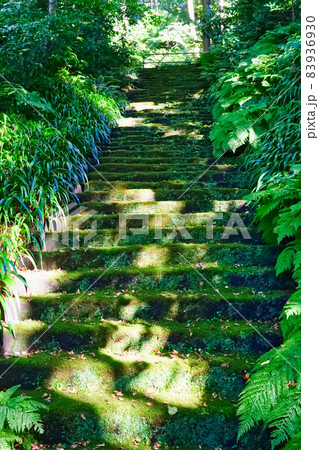 鎌倉 妙法寺の美しい苔の石段 83936930