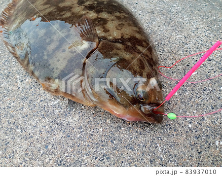 釣れたマコガレイは釣り針を飲み込んでいました 釣れたマコガレイは釣り針を飲み込んでいました 83937010