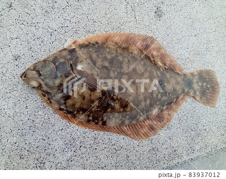 釣れたてのマコガレイを上から 釣れたてのマコガレイを上から 83937012