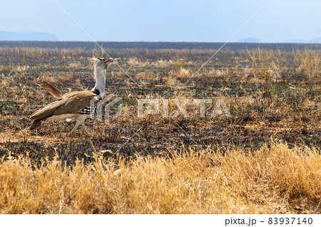 Kori bustard (Ardeotis kori) walking in dry savannah in Serengeti National Park, Tanzania 83937140