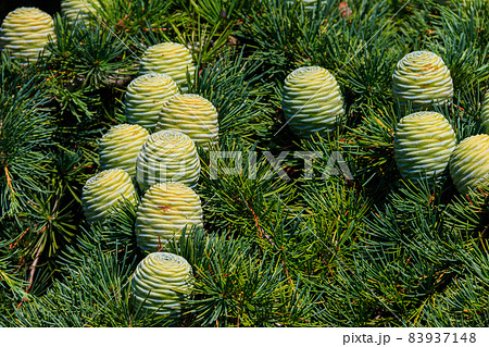 Young cones growing on a branch of a Cedar Tree (Cedrus libani) Cedar of Lebanon or Lebanon Cedar Young cones growing on a branch of a Cedar Tree (Cedrus libani) Cedar of Lebanon or Lebanon Cedar 83937148