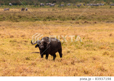 African buffalo or Cape buffalo (Syncerus caffer) in Ngorongoro Crater National Park in Tanzania. Wildlife of Africa 83937198