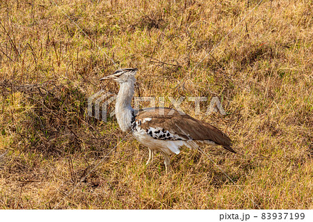 Kori bustard (Ardeotis kori) walking in dry savannah in Serengeti National Park, Tanzania 83937199