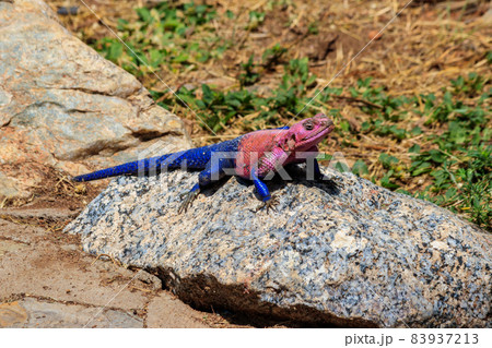 Male mwanza flat-headed rock agama (Agama mwanzae) or the Spider-Man agama on a stone in Serengeti  National Park, Tanzania 83937213