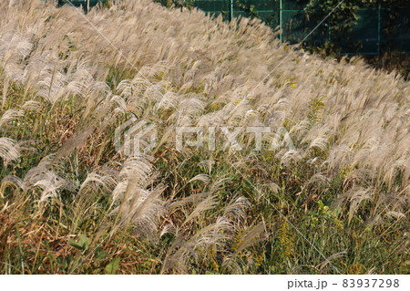 ススキ イネ科ススキ属の植物 多年生草本 鎌ケ谷市制記念公園 千葉県鎌ケ谷市初富924-6 ススキ イネ科ススキ属の植物 多年生草本 鎌ケ谷市制記念公園 千葉県鎌ケ谷市初富924-6 83937298