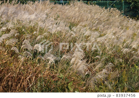 ススキ イネ科ススキ属の植物 多年生草本 鎌ケ谷市制記念公園 千葉県鎌ケ谷市初富924-6 ススキ イネ科ススキ属の植物 多年生草本 鎌ケ谷市制記念公園 千葉県鎌ケ谷市初富924-6 83937456