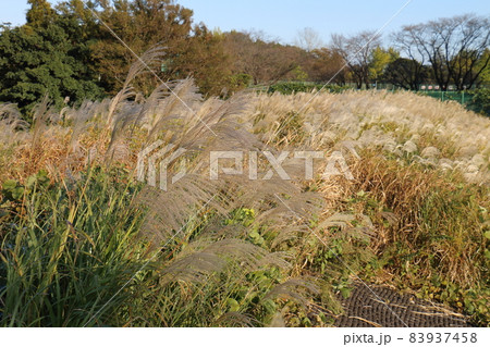 ススキ イネ科ススキ属の植物 多年生草本 鎌ケ谷市制記念公園 千葉県鎌ケ谷市初富924-6 ススキ イネ科ススキ属の植物 多年生草本 鎌ケ谷市制記念公園 千葉県鎌ケ谷市初富924-6 83937458
