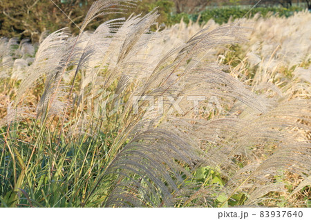 ススキ　イネ科ススキ属の植物　多年生草本　鎌ケ谷市制記念公園　千葉県鎌ケ谷市初富924-6 83937640