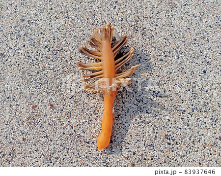ウミエラ ウミエラ 83937646