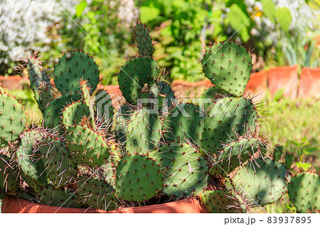 Prickly pear cactus (Opuntia ficus-indica) in a garden 83937895