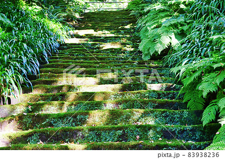 鎌倉 妙法寺の美しい苔の石段 鎌倉 妙法寺の美しい苔の石段 83938236