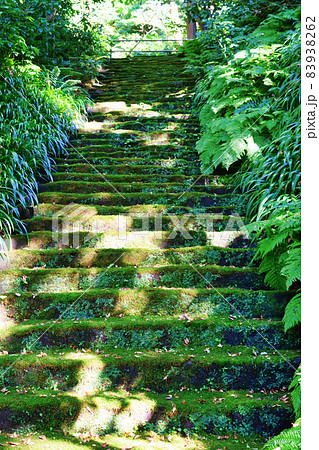 鎌倉 妙法寺の美しい苔の石段 鎌倉 妙法寺の美しい苔の石段 83938262