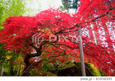 曲折紅枝垂（ベニシダレ）紅葉 紅枝垂（ベニシダレ）