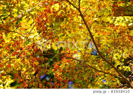 正法寺・織りなす紅葉と銀杏の杜7 正法寺・織りなす紅葉と銀杏の杜7 83938410