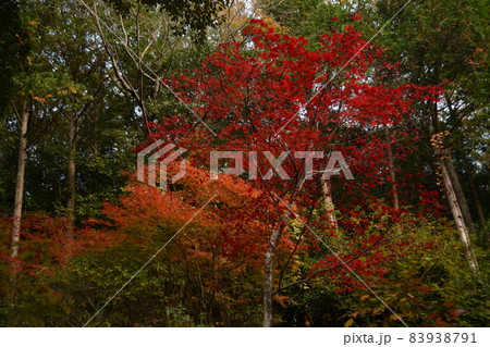 もみじまつり_清林寺 83938791