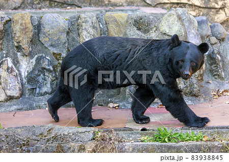 多摩動物公園, ツキノワグマ 83938845