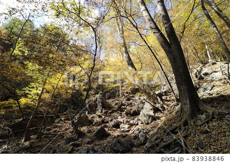 2021年11月の埼玉県秩父の両神山の日向大谷登山口からの登山 83938846
