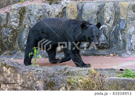 多摩動物公園, ツキノワグマ 83938953