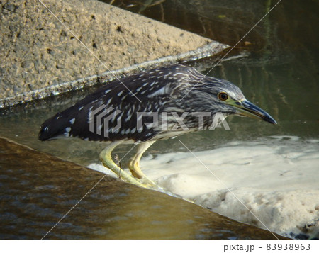 梅田川の川岸で佇んでいたホシゴイ 83938963