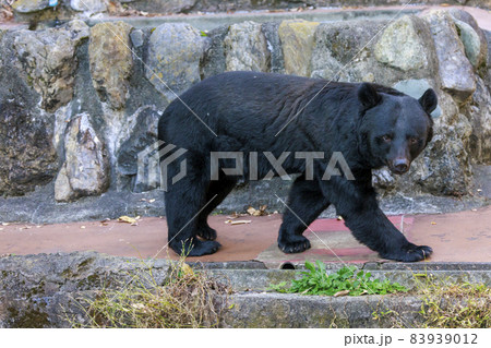 多摩動物公園, ツキノワグマ 83939012