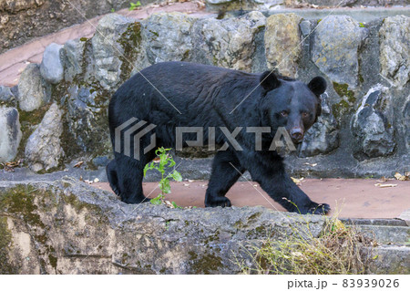 多摩動物公園, ツキノワグマ 多摩動物公園, ツキノワグマ 83939026