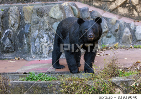 多摩動物公園, ツキノワグマ 多摩動物公園, ツキノワグマ 83939040