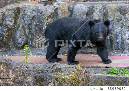 多摩動物公園, ツキノワグマ 多摩動物公園, ツキノワグマ 83939082