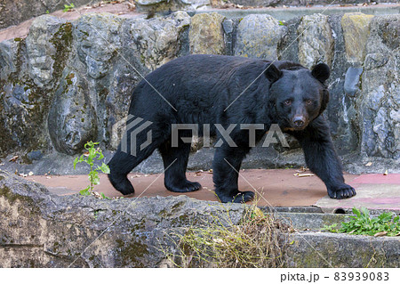 多摩動物公園, ツキノワグマ 83939083