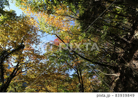 2021年11月の埼玉県秩父の両神山の日向大谷登山口からの登山 2021年11月の埼玉県秩父の両神山の日向大谷登山口からの登山 83939849
