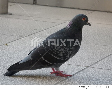 駅舎の中を散策していたカワラバト 駅舎の中を散策していたカワラバト 83939941