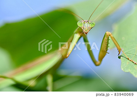 カマキリ 83940069