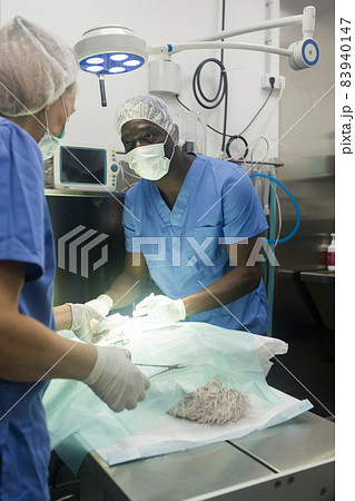 Surgery for a dog in a veterinary clinic Surgery for a dog in a veterinary clinic 83940147