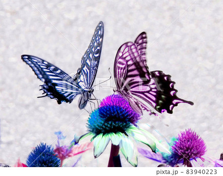 花と蝶 幻想的背景の写真素材 [83940223] - PIXTA