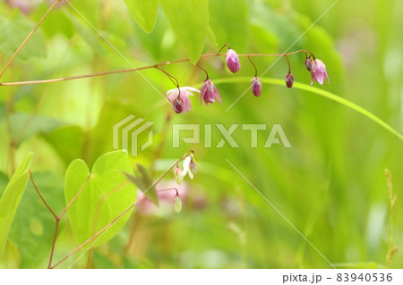 梅花碇草　バイカイカリソウ　ピンク色の花　山野草　林間の下草 83940536