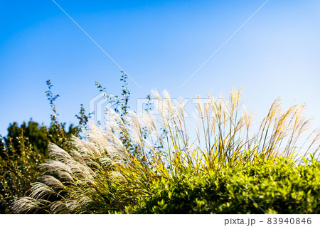 重要文化財 旧高橋家住宅 ススキとツツジと青空 重要文化財 旧高橋家住宅 ススキとツツジと青空 83940846