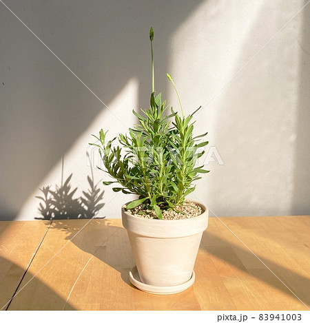 Green plant in a pot Green plant in a pot 83941003