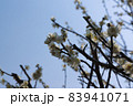万博記念公園の梅の花、大阪府吹田市 83941071