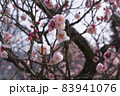 万博記念公園の梅の花、大阪府吹田市 83941076