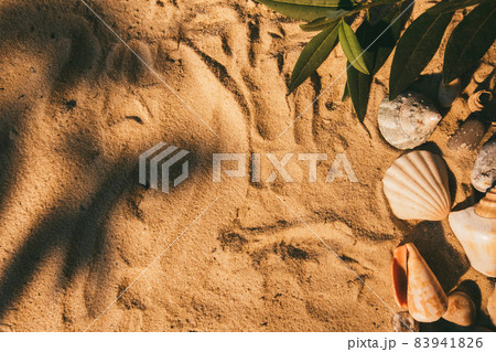 Resort background. Summer holidays. Exotic shore. Seashell green foliage nature ornament leaves shadow on golden sand texture with free space. 83941826