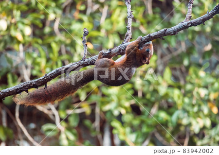 Asian red squirrel on dry branch Asian red squirrel on dry branch 83942002