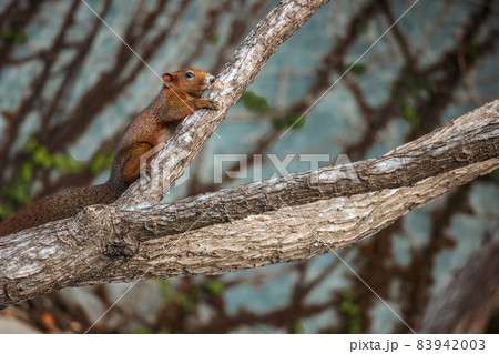 Asian red squirrel on dry branch Asian red squirrel on dry branch 83942003