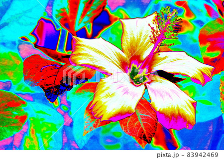 Abstract hibiscus tea rose, changed colors, bright colorful background in pastel colors 83942469