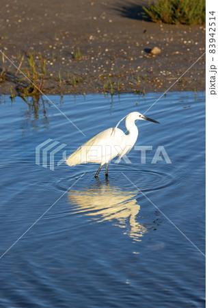 Camargue, Provence, France 83942514