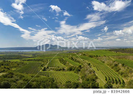 Vineyards near Nove Mlyny reservoir with Palava in Southern Moravia, Czech Republic Vineyards near Nove Mlyny reservoir with Palava in Southern Moravia, Czech Republic 83942666