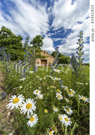 Wine cellars and vineyard in Palava region, Southern Moravia, Czech Republic 83942835