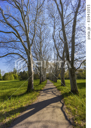 Plane alley in the castle park in Straznice, Southern Moravia, Czech Republic Plane alley in the castle park in Straznice, Southern Moravia, Czech Republic 83943055