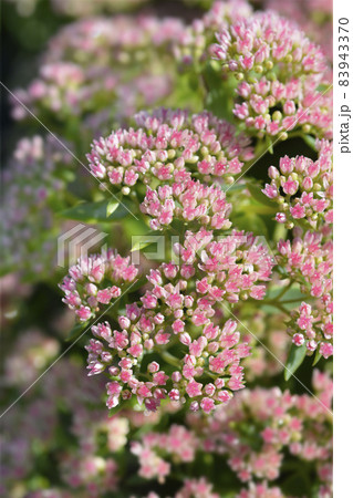 Stonecrop Herbstfreude 83943370