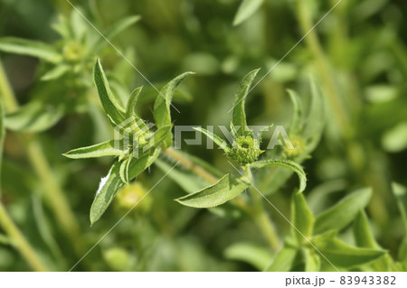 Lemonyellow false goldenaster Lemonyellow false goldenaster 83943382